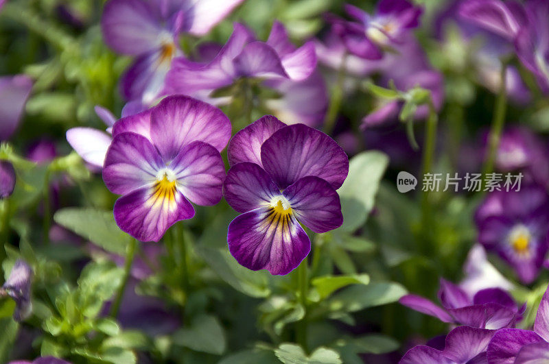 紫色和白色堇型花/堇菜花冠花